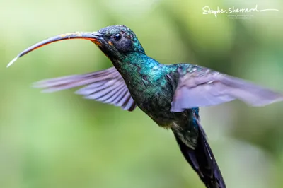 Hummingbirds of Costa Rica